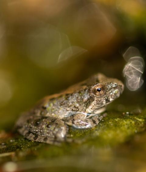 Blanchard&#039;s cricket frog