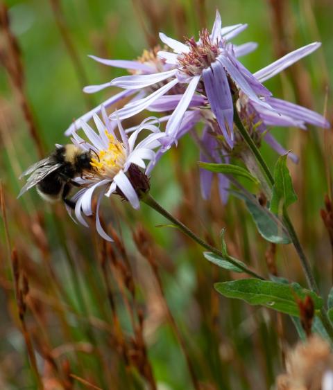 Bumblebee pollinating flower