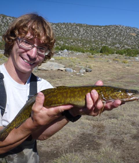 Burbot