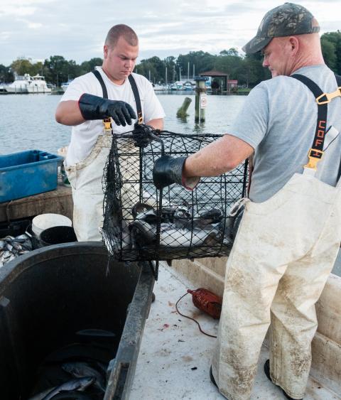 Commercial fishermen in Chesapeake Bay 