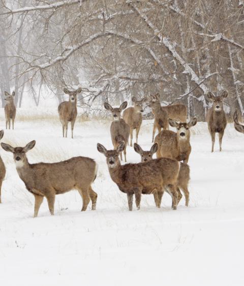 Deer herd