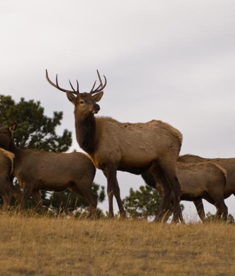 An elk herd in Colorado