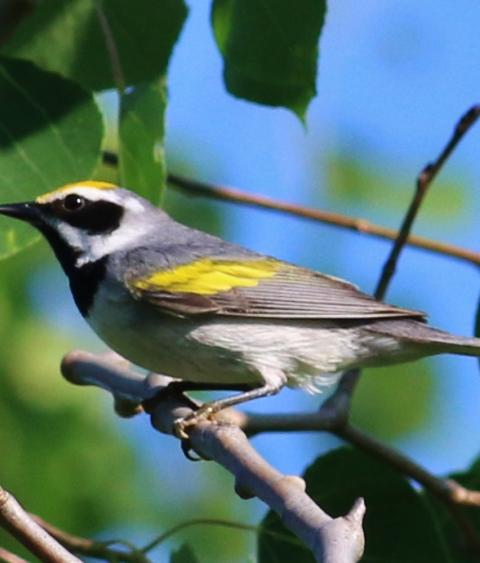 image of Golden-winged warbler