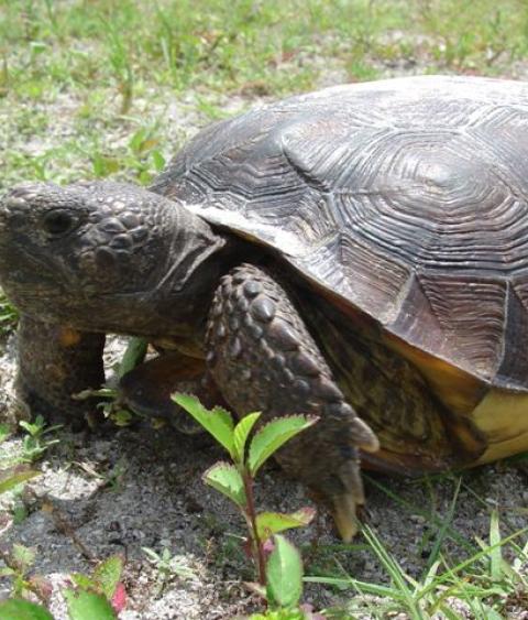 image of Gopher Tortoise, Photo Credit: FWS Fish and Wildlife Research Institute, Flickr