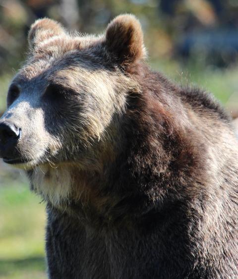 Grizzly Bear