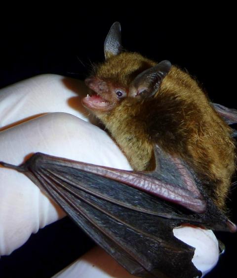 Little brown bat