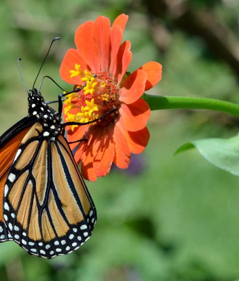 Monarch butterfly
