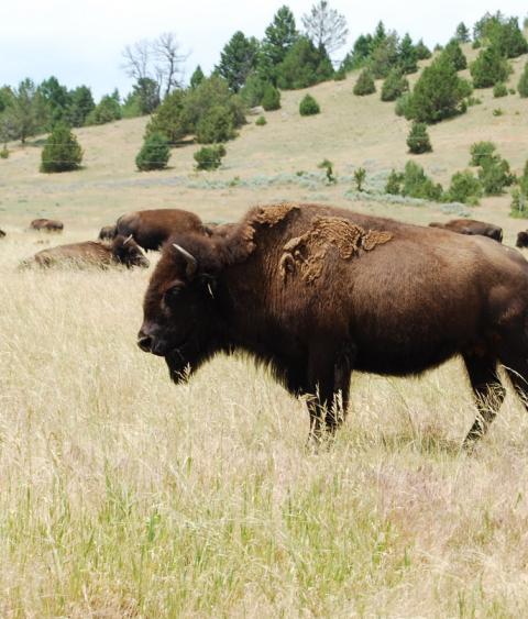 Bison herd