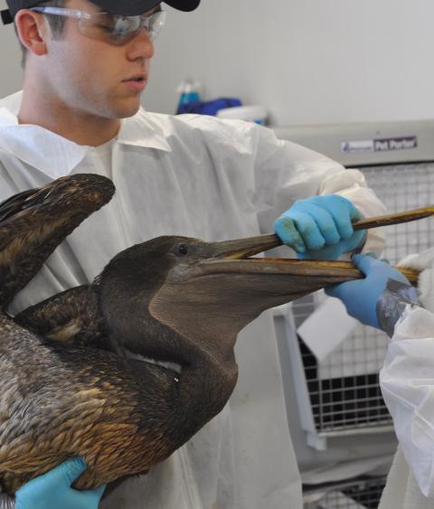 Restoration workers assisting and oiled pelican.