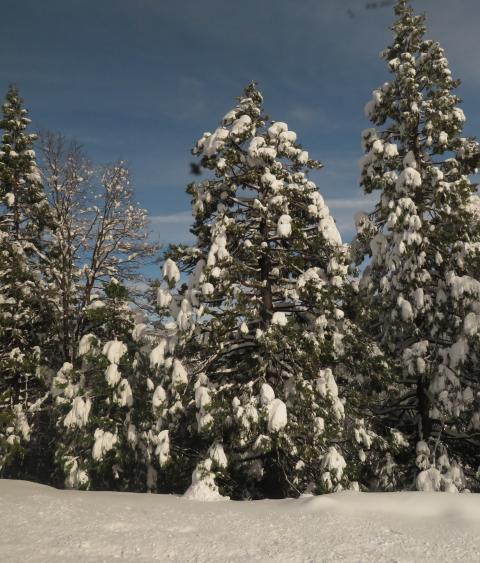Snow covered pine trees