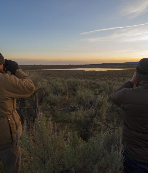 Counting sage grouse