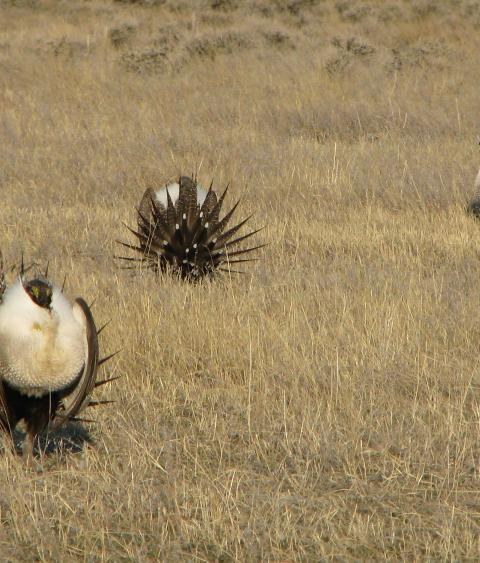 image of Sage Grouse in a Field, Credit: U.S. Department of Agriculture, Flickr&quot; title=&quot;Sage Grouse in a Field, Credit: U.S. Department of Agriculture, Flickr