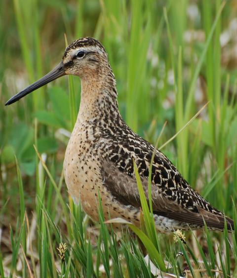 Short-billed dowitcher
