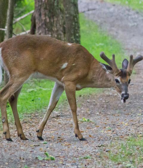 White tailed deer