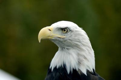 Bald eagle