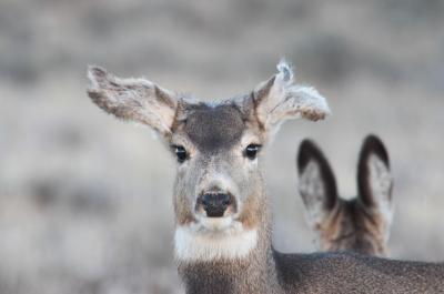 Mule deer doe