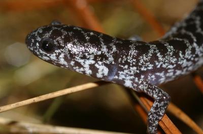 Reticulated Flatwoods Salamander