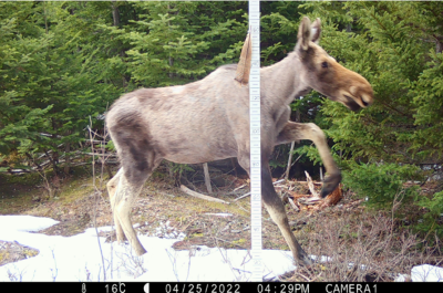 Ghost moose showing significant hair loss in Maine