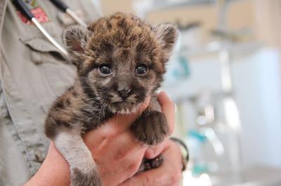 Baby panther