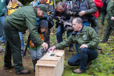 Washington Department of Fish and Wildlife Biologist Prepares to Release a Fisher for Reintroduction