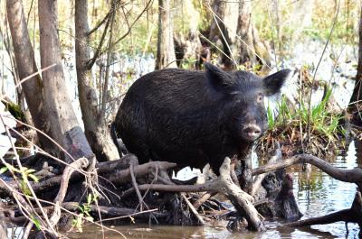 a feral hog in the swamp