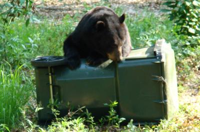Bear attempting to get into a garbage container