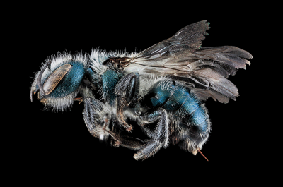 Maine Blueberry Bee (Osmia atriventris), a native bee that is better than honey bees for providing pollination services for blueberries