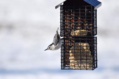 White-breasted nuthatch 