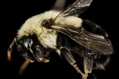 Common eastern bumble bee