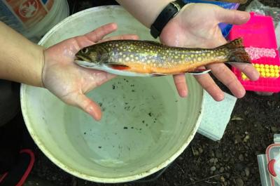 image of Brook Trout