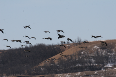 Migrating Canada geese 