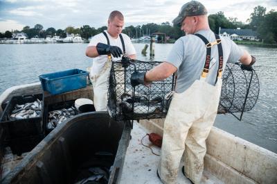 Commercial fishermen in Chesapeake Bay 