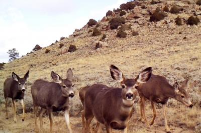 Deer in Wyoming