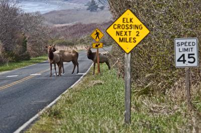 Elk crossing a highway