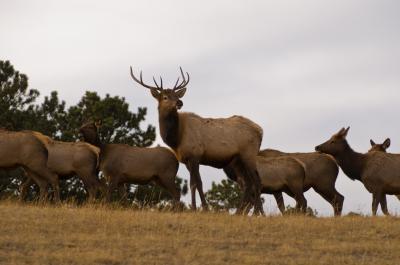 An elk herd in Colorado