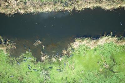 Aerial photos of gators