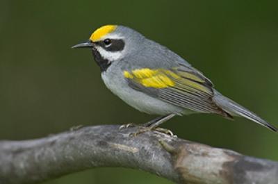 Golden-winged warbler is a small songbird found in the North-central and Eastern U.S. 