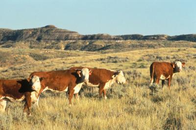 Cattle Grazing in Montana