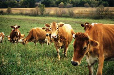 image of grazing Jersey cattle