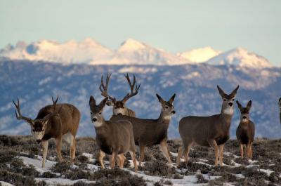 Mule deer in Wyoming