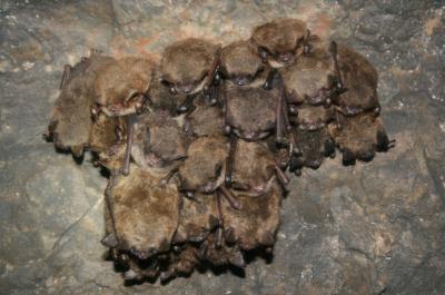 Hibernating bats