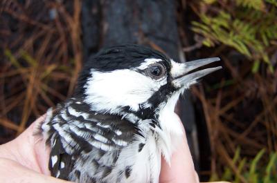 Eric Spadgenske holding female red-cockaded woodpecker