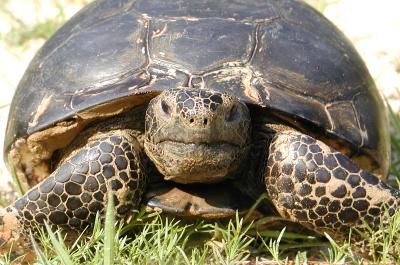 Longleaf tortoise