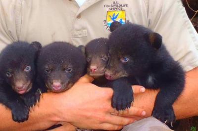 USFWS Employee Matthew McCollister with Louisiana Black Bear Cubs