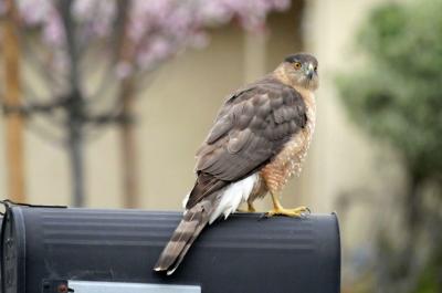 Hawk on mailbox