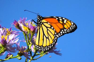 Monarch butterfly