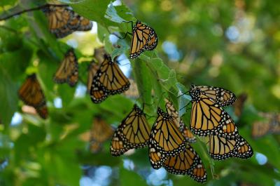 Monarch butterflies