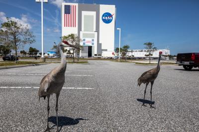 Sandhill cranes outside the Kennedy Space Center