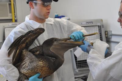Restoration workers assisting and oiled pelican.