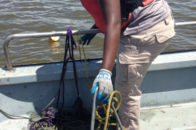 Collecting oysters for research